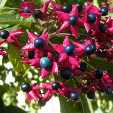 Clerodendrontrichotomum2 (1)1